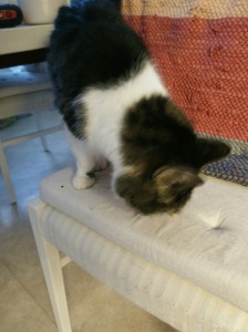 ..og Celine takker for mumsegodt i julegave!