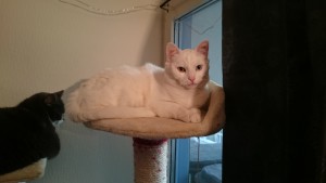 Whooo top bunk!