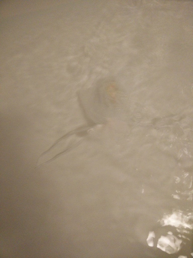 En badekule innvies... 