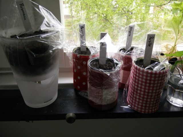 Og jeg valgte å plante krydder i dem! Dermed fylte jeg 1-2 cm lecakuler i bunnen for drenering, svært få blomster trives lenge med føttene i vann :) 