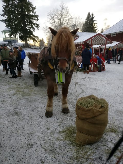 Denne kjekkasen og jeg hadde en koselig liten stund sammen. Han hadde nettopp gått en tur og sto og slappet av litt, så han fikk en del kos fra meg. Nå er jakken min herlig nedsiklet fra myk hestemule som fiflet på jakka mi mens jeg klødde i panne og jeg luktet herlig hest etterpå! Lykken er stor! <3