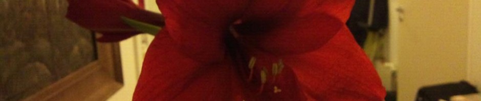 Nå blomstrer min amaryllis