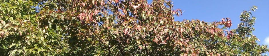 Uke 36 – Naturdekor
