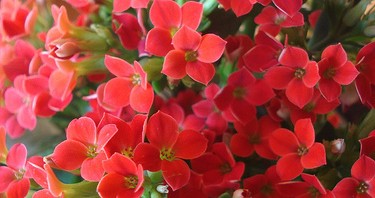 Ildtopp – en lettstelt juleplante!